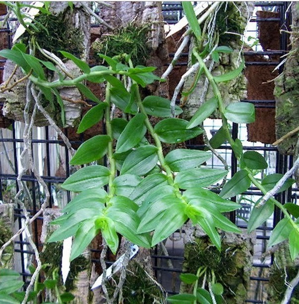 Cây Long tu. Dendrobium primulinum Lindl - Cây Thuốc Nam Quanh Ta